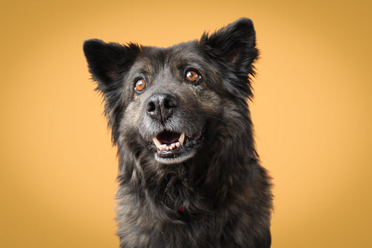 Alimentación para perros senior mayores de 7 años: perro de hocico canoso – Bitute Bogotá