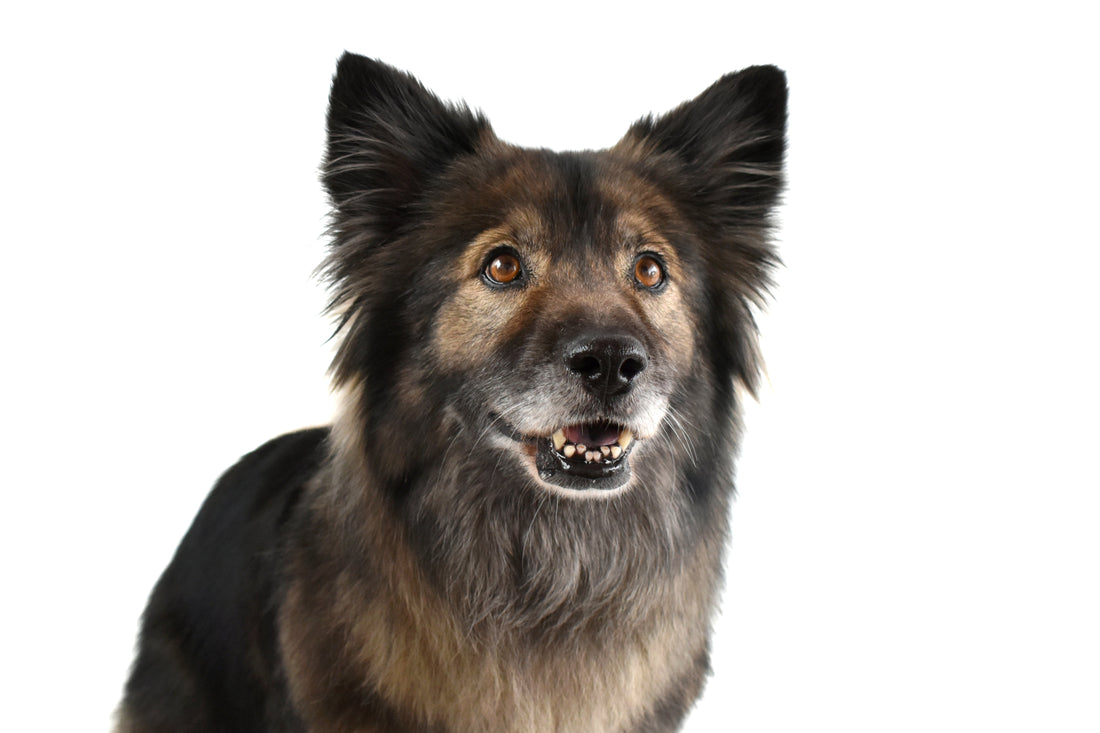 🍖 Tipos de alimentación para perros