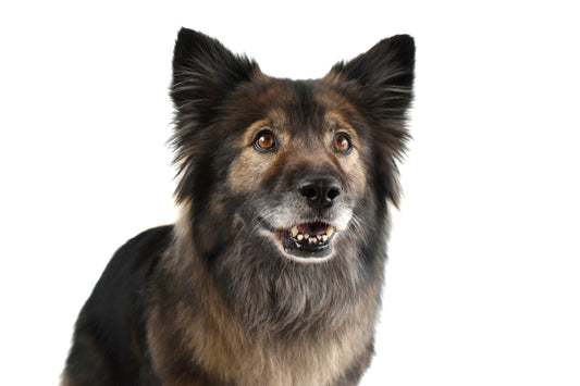 Tipos de alimentación para perros: concentrado, BARF y biodietas naturales – guía comparativa Bitute