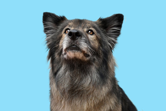 Dieta baja en grasa para perros con pancreatitis: guía de alimentación – Bitute Bogotá