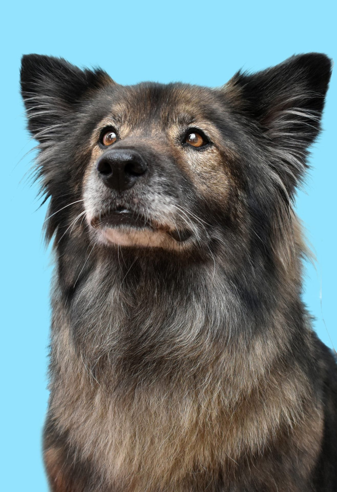 Guía 2026 de comida natural para perros