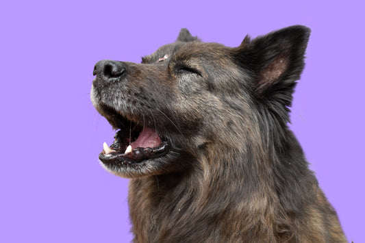 Mi perro tiene problemas de hígado: alimentación que apoya la función hepática