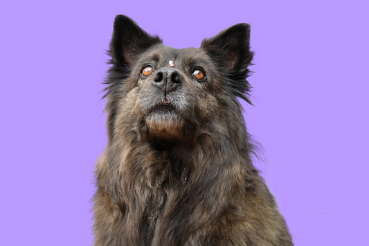 Cómo saber si tu perro tiene sobrepeso: guía con Body Condition Score – Bitute Bogotá