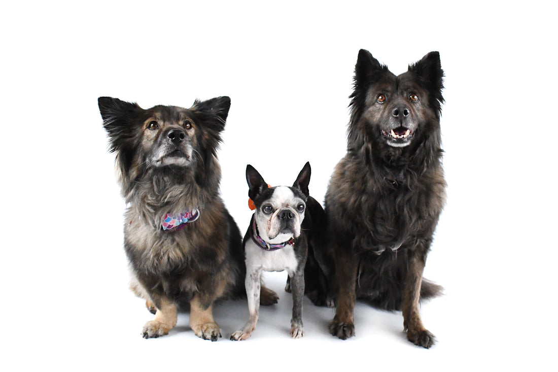 Perro disfrutando comida natural personalizada según raza y edad – nutrición canina Bitute Bogotá