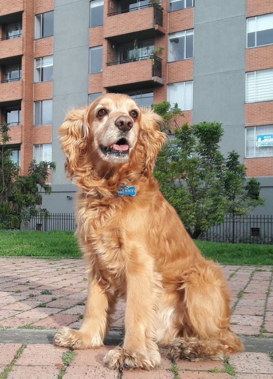 Comida para perros con problemas de articulaciones de cadera y codo – Bitute Bogotá