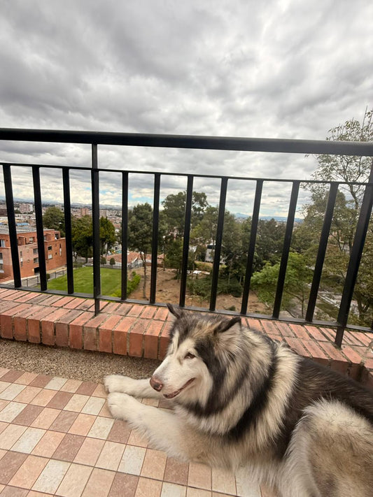 Comida natural para perros a domicilio en Bogotá: perro en casa con vista a la ciudad – Bitute