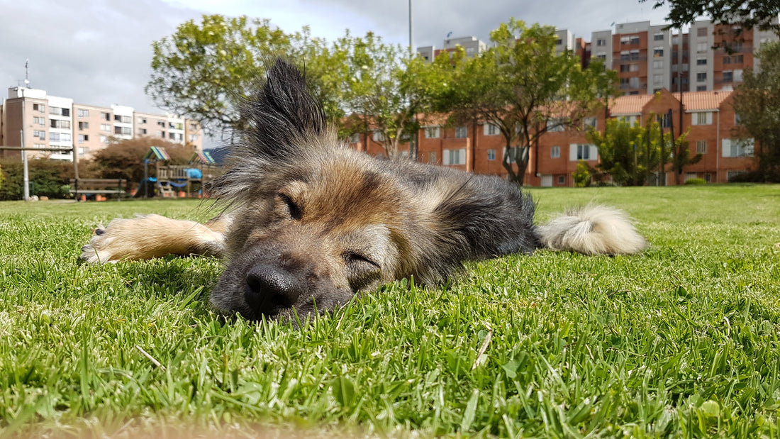 Guía completa: Alimentación para perros con alergias — Qué darle, qué evitar, y cómo hacer una dieta de eliminación