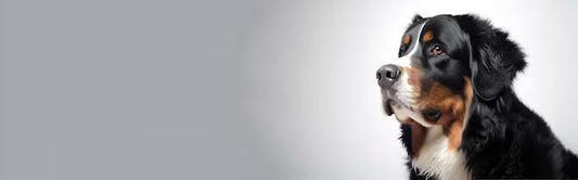 Proteína para Perros: Cuánta Necesita y las Mejores Fuentes | Bitute