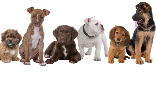 Cuánta comida darle a tu perro: porciones diarias según tamaño y raza – Bitute Bogotá