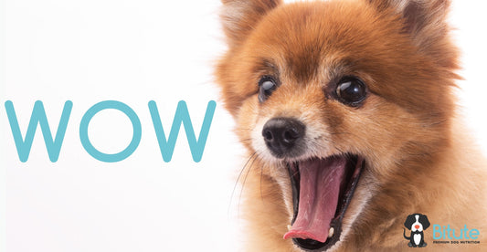 Comparación BARF vs biodietas naturales pre cocidas para perros – guía Bitute Bogotá