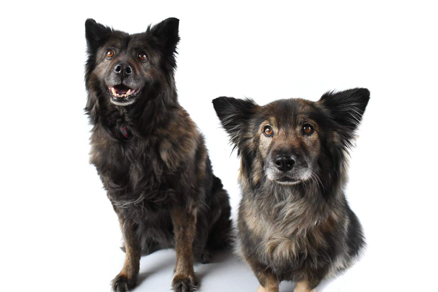 Dos perros sanos sentados con calma sobre fondo blanco — energía estable que los carbohidratos correctos aportan